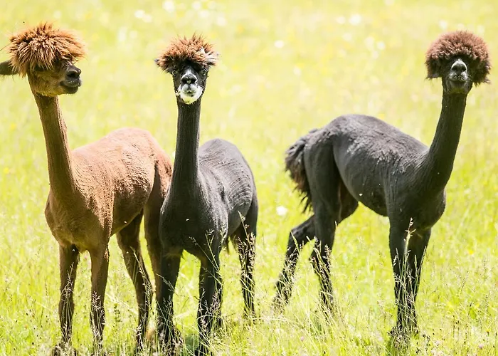 Brugger's Hotelpark Am فندق